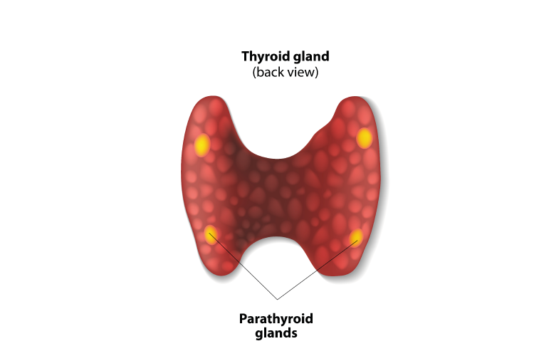 tiroid